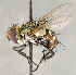  ( - CNC759979)  @11 [ ] No Rights Reserved (2018) Unspecified Canadian National Collection of Insects, Arachnids and Nematodes