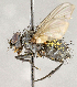  ( - CNC759991)  @11 [ ] No Rights Reserved (2018) Unspecified Canadian National Collection of Insects, Arachnids and Nematodes