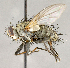  ( - CNC760207)  @14 [ ] No Rights Reserved (2018) Unspecified Canadian National Collection of Insects, Arachnids and Nematodes