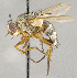  ( - CNC760211)  @11 [ ] No Rights Reserved (2018) Unspecified Canadian National Collection of Insects, Arachnids and Nematodes