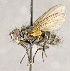  (Cryptomeigenia sp. GER6 - CNC760212)  @13 [ ] No Rights Reserved (2018) Unspecified Canadian National Collection of Insects, Arachnids and Nematodes