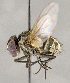  ( - CNC764127)  @11 [ ] No Rights Reserved (2018) Unspecified Canadian National Collection of Insects, Arachnids and Nematodes