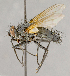  ( - CNC764144)  @11 [ ] No Rights Reserved (2018) Unspecified Canadian National Collection of Insects, Arachnids and Nematodes