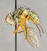  ( - CNC840286)  @11 [ ] No Rights Reserved (2018) Unspecified Canadian National Collection of Insects, Arachnids and Nematodes