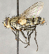  ( - CNC840289)  @11 [ ] No Rights Reserved (2018) Unspecified Canadian National Collection of Insects, Arachnids and Nematodes