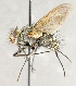  ( - CNC840311)  @11 [ ] No Rights Reserved (2018) Unspecified Canadian National Collection of Insects, Arachnids and Nematodes