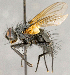 ( - CNC840314)  @11 [ ] No Rights Reserved (2018) Unspecified Canadian National Collection of Insects, Arachnids and Nematodes