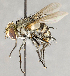  ( - CNC840364)  @11 [ ] No Rights Reserved (2018) Unspecified Canadian National Collection of Insects, Arachnids and Nematodes