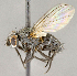  ( - CNC840369)  @11 [ ] No Rights Reserved (2018) Unspecified Canadian National Collection of Insects, Arachnids and Nematodes
