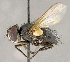  ( - CNC840385)  @13 [ ] No Rights Reserved (2018) Unspecified Canadian National Collection of Insects, Arachnids and Nematodes