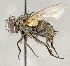  ( - CNC840400)  @11 [ ] No Rights Reserved (2018) Unspecified Canadian National Collection of Insects, Arachnids and Nematodes