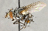  ( - CNC840417)  @13 [ ] No Rights Reserved (2018) Unspecified Canadian National Collection of Insects, Arachnids and Nematodes