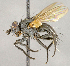  ( - CNC840613)  @13 [ ] No Rights Reserved (2018) Unspecified Canadian National Collection of Insects, Arachnids and Nematodes