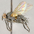  ( - CNC840622)  @13 [ ] No Rights Reserved (2018) Unspecified Canadian National Collection of Insects, Arachnids and Nematodes