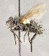  ( - CNC852988)  @11 [ ] No Rights Reserved (2018) Unspecified Canadian National Collection of Insects, Arachnids and Nematodes