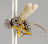  ( - CNC852568)  @11 [ ] No Rights Reserved (2018) Unspecified Canadian National Collection of Insects, Arachnids and Nematodes