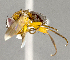  (Catharosia sp. JOS2 - CNC852569)  @11 [ ] No Rights Reserved (2018) Unspecified Canadian National Collection of Insects, Arachnids and Nematodes