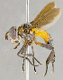  ( - CNC852582)  @13 [ ] No Rights Reserved (2018) Unspecified Canadian National Collection of Insects, Arachnids and Nematodes