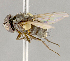  ( - CNC852586)  @11 [ ] No Rights Reserved (2018) Unspecified Canadian National Collection of Insects, Arachnids and Nematodes