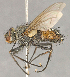  ( - CNC852597)  @11 [ ] No Rights Reserved (2018) Unspecified Canadian National Collection of Insects, Arachnids and Nematodes
