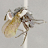  (Epigrimyia sp. JOS1 - CNC852603)  @14 [ ] No Rights Reserved (2018) Unspecified Canadian National Collection of Insects, Arachnids and Nematodes