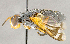  ( - CNC852604)  @11 [ ] No Rights Reserved (2018) Unspecified Canadian National Collection of Insects, Arachnids and Nematodes