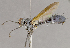  ( - CNC852605)  @11 [ ] No Rights Reserved (2018) Unspecified Canadian National Collection of Insects, Arachnids and Nematodes