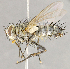  ( - CNC852608)  @13 [ ] No Rights Reserved (2018) Unspecified Canadian National Collection of Insects, Arachnids and Nematodes