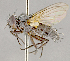  (Eulasiona sp. JOS1 - CNC852611)  @11 [ ] No Rights Reserved (2018) Unspecified Canadian National Collection of Insects, Arachnids and Nematodes