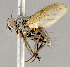  ( - CNC852618)  @11 [ ] No Rights Reserved (2018) Unspecified Canadian National Collection of Insects, Arachnids and Nematodes