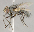  ( - CNC852621)  @11 [ ] No Rights Reserved (2018) Unspecified Canadian National Collection of Insects, Arachnids and Nematodes