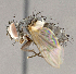  ( - CNC852622)  @13 [ ] No Rights Reserved (2018) Unspecified Canadian National Collection of Insects, Arachnids and Nematodes