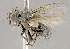  ( - CNC852636)  @11 [ ] No Rights Reserved (2018) Unspecified Canadian National Collection of Insects, Arachnids and Nematodes