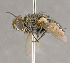  ( - CNC852663)  @11 [ ] No Rights Reserved (2018) Unspecified Canadian National Collection of Insects, Arachnids and Nematodes