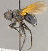  (Melanophrys flavipennis - CNC852665)  @11 [ ] No Rights Reserved (2018) Unspecified Canadian National Collection of Insects, Arachnids and Nematodes