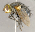  ( - CNC852675)  @13 [ ] No Rights Reserved (2018) Unspecified Canadian National Collection of Insects, Arachnids and Nematodes