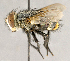  ( - CNC853018)  @13 [ ] No Rights Reserved (2018) Unspecified Canadian National Collection of Insects, Arachnids and Nematodes