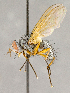 ( - CNC855719)  @11 [ ] No Rights Reserved (2018) Unspecified Canadian National Collection of Insects, Arachnids and Nematodes