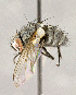  ( - CNC855719)  @11 [ ] No Rights Reserved (2018) Unspecified Canadian National Collection of Insects, Arachnids and Nematodes