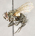  ( - CNC855762)  @11 [ ] No Rights Reserved (2018) Unspecified Canadian National Collection of Insects, Arachnids and Nematodes