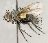  ( - CNC857235)  @11 [ ] No Rights Reserved (2018) Unspecified Canadian National Collection of Insects, Arachnids and Nematodes