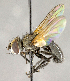  ( - CNC864511)  @11 [ ] No Rights Reserved (2018) Unspecified Canadian National Collection of Insects, Arachnids and Nematodes