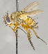  ( - CNC864553)  @11 [ ] No Rights Reserved (2018) Unspecified Canadian National Collection of Insects, Arachnids and Nematodes