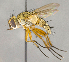  ( - CNC864599)  @11 [ ] No Rights Reserved (2018) Unspecified Canadian National Collection of Insects, Arachnids and Nematodes