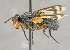  ( - CNC866453)  @11 [ ] No Rights Reserved (2018) Unspecified Canadian National Collection of Insects, Arachnids and Nematodes