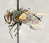  ( - CNC866457)  @14 [ ] No Rights Reserved (2018) Unspecified Canadian National Collection of Insects, Arachnids and Nematodes