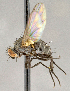 (Paracraspedothrix angulicornis - CNC869586)  @11 [ ] No Rights Reserved (2018) Unspecified Canadian National Collection of Insects, Arachnids and Nematodes