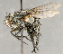  ( - CNC869618)  @11 [ ] No Rights Reserved (2018) Unspecified Canadian National Collection of Insects, Arachnids and Nematodes
