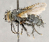  ( - CNC869648)  @11 [ ] No Rights Reserved (2018) Unspecified Canadian National Collection of Insects, Arachnids and Nematodes