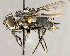  ( - CNC869683)  @13 [ ] No Rights Reserved (2018) Unspecified Canadian National Collection of Insects, Arachnids and Nematodes